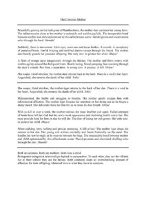The Common Mother ________________________________________________________________________________ Peacefully grazing on the lush grass of Ranthambore, the mother deer caresses her young fawn. The infant nuzzles close to her mother’s underside and suckles joyfully. The inseparable bond between mother and child epitomised by this affectionate scene. Gentle grunts and sweet snorts echo through the herd. Shanthi! Suddenly, there is movement. Alert eyes, erect ears and tense bodies. A crunch. A cacophony of panicked hoots, fearful braying and terrified alarms sweep through the forest. The mother deer hastily guards her precious offspring. Her only aim: to protect her child. Bhaya! A flash of orange darts dangerously through the thicket. The mother and fawn weave with nimble agility around the disfigured trees. Hearts racing, blood pumping, fear coursing through the deer’s vessels. But then, a separation. A wrong turn. A pounce. A kill. Mrtyu! She weeps. Grief-stricken, the mother deer returns back to the herd. There is a void in her heart. Anguished, she mourns the death of her child. Soka! ________________________________________________________________________________ She weeps. Grief-stricken, the mother tiger returns to the back of her den. There is a void in her heart. Anguished, she mourns the death of her child. Soka! Malnourished, the feeble cub struggles to breathe. His mother gently nudges him with infinitesimal affection. The mother tiger focuses her attention on her dying son as he feigns a shaky mewl. She delicately licks his thin fur as he takes his last breath. Mrtyu! With no kill in over a week, the mother realises she must feed her cub again. Failed attempts of hunts have left her frail but her son’s weak appearance and declining health worry her. She must provide food for him or else he will die. The fear of losing her cub grows. Her only aim: to protect her child. Bhaya! Silent stalking, leery lurking and precise pouncing. A kill at last! The mother tiger drags the carcass to her den. Her young cub whines excitedly and feasts frantically on the meat. She fondles her son lovingly as he weaves between her legs. The inseparable bond between mother and child epitomised by this affectionate scene. Placid prustens and cherished chuffing echo through the den. Shanthi! ________________________________________________________________________________ Both are animals. Both are mothers. Both lose a child. Protagonist-antagonist relationships depend on perspective. To each other, they are the villains but to their infants they are the heroes. Both creatures share an overwhelming amount of affection for their offspring. Maternal love is what they have in common.